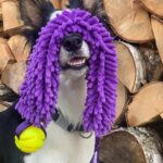 Pierwsze Kwalifikacje na Continental Sheepdog Championship 2025