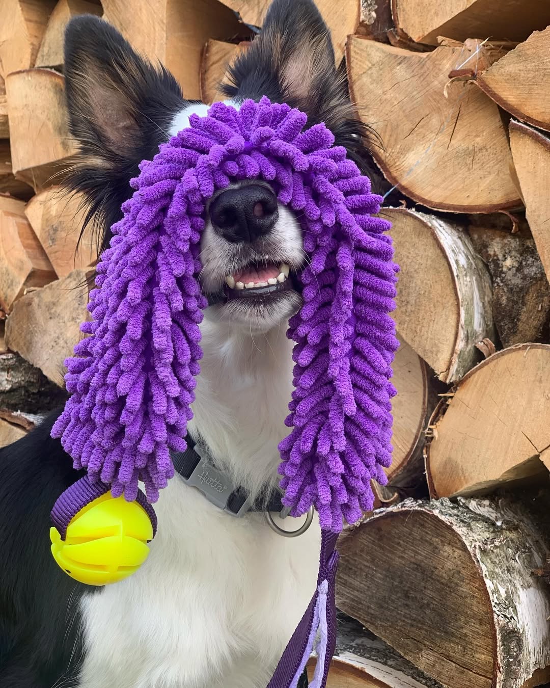 Read more about the article Pierwsze Kwalifikacje na Continental Sheepdog Championship 2025